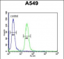 BUB1A Antibody (N-term)